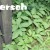 Giersch (Aegopodium podagraria) - ein Teufelszeug?