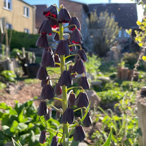 Garten1