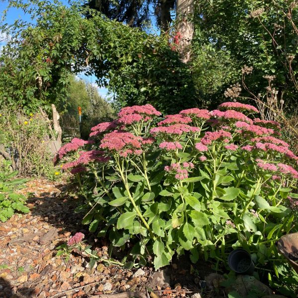 Garten_Fetthenne