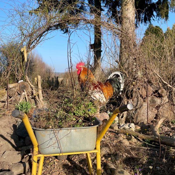 Garten_Schubkarre_Hahn