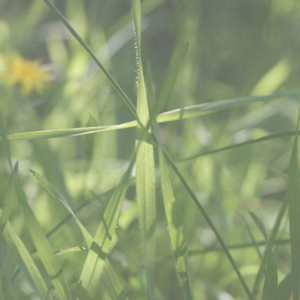 grüne_Wiese_mit_Löwenzahn_Hintergrund